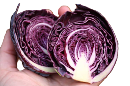 AD BABY CABBAGE RED